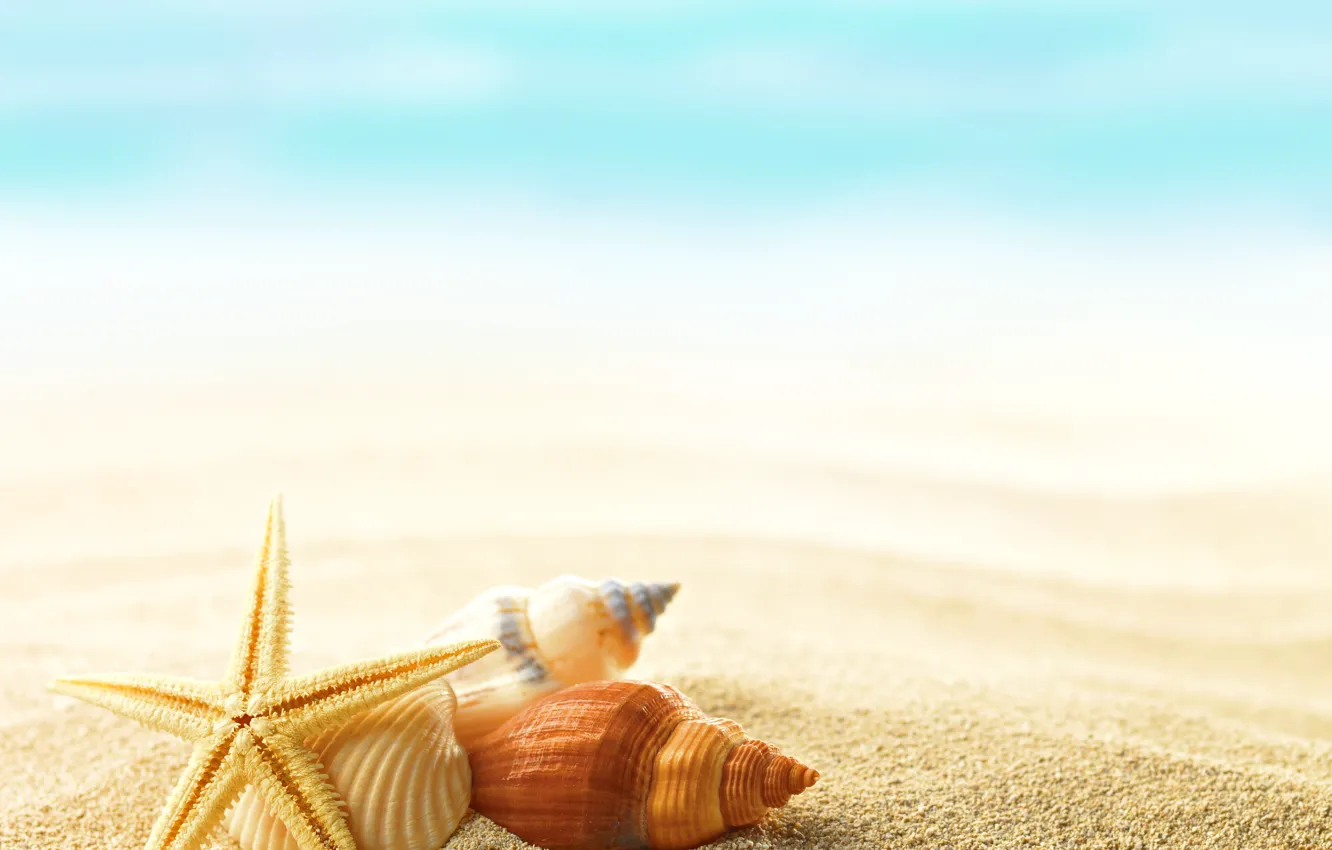 Фото обои summer, shells, seashells