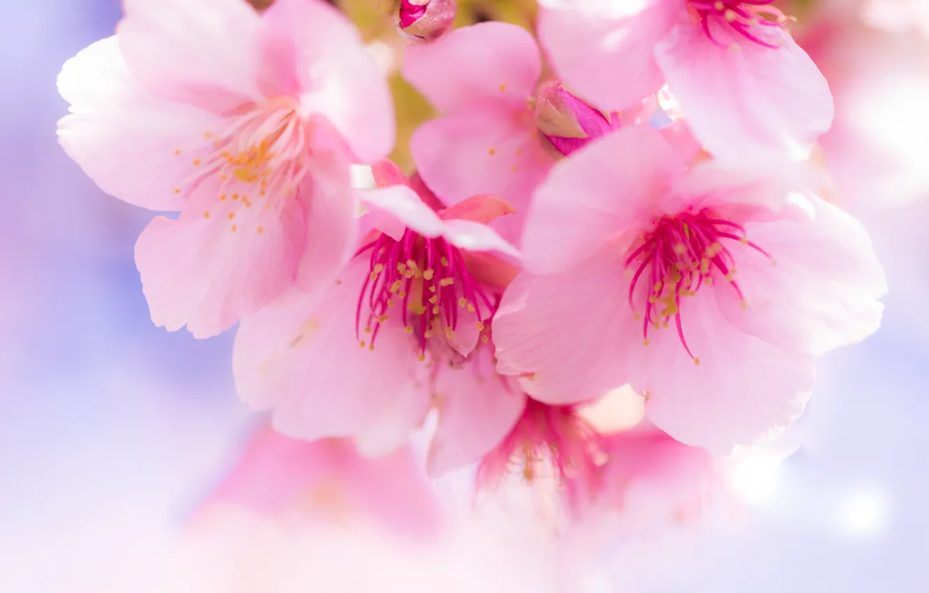 Фото обои макро, цветы, весна, лепестки, сакура, розовые, цветение, боке