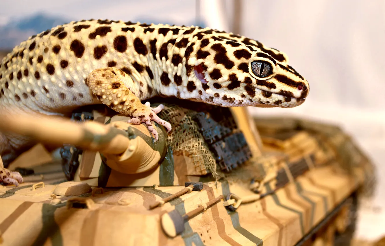 Фото обои глаз, ящерица, танк, геккон, эублефар
