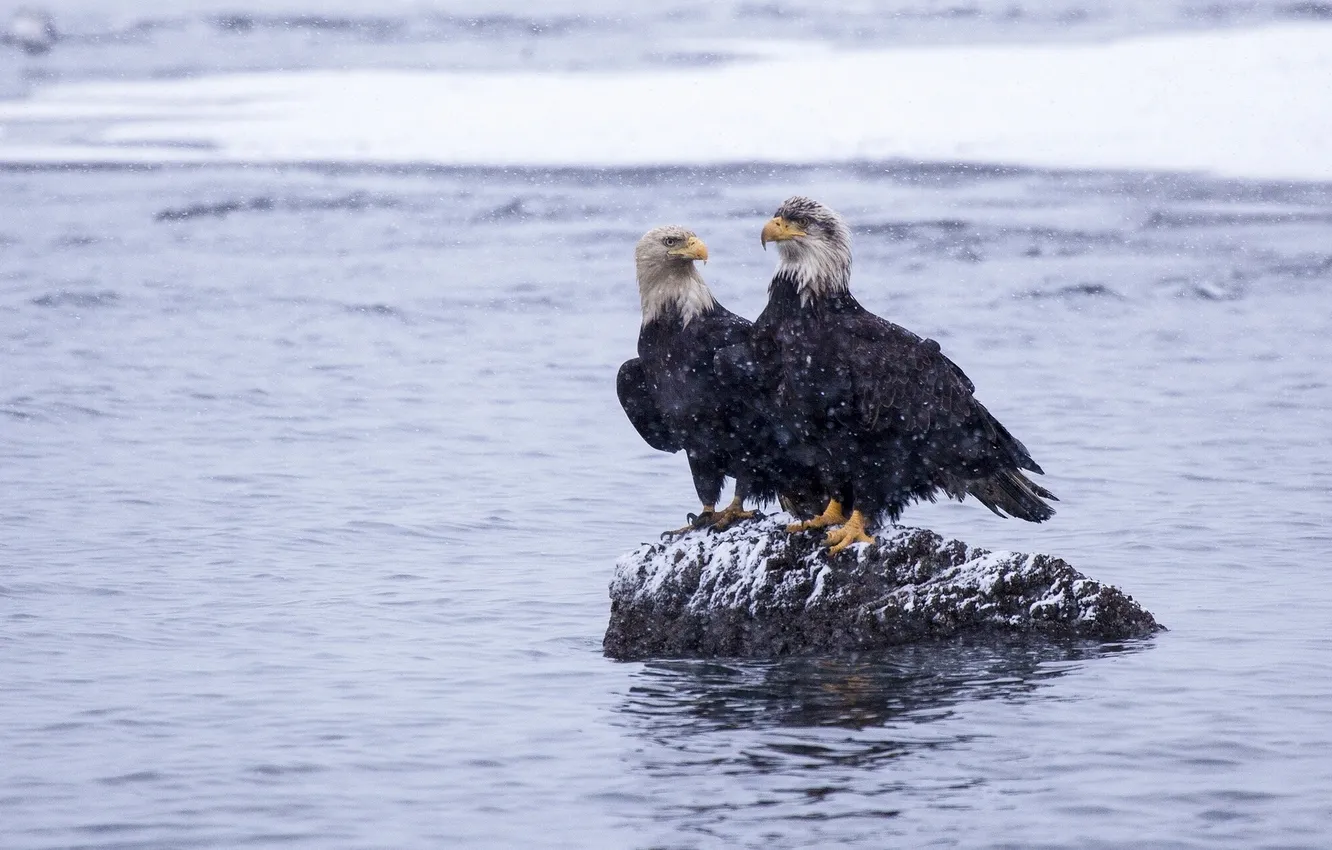 Фото обои зима, вода, снег, птицы, камень, Аляска, Alaska, белоголовый орлан