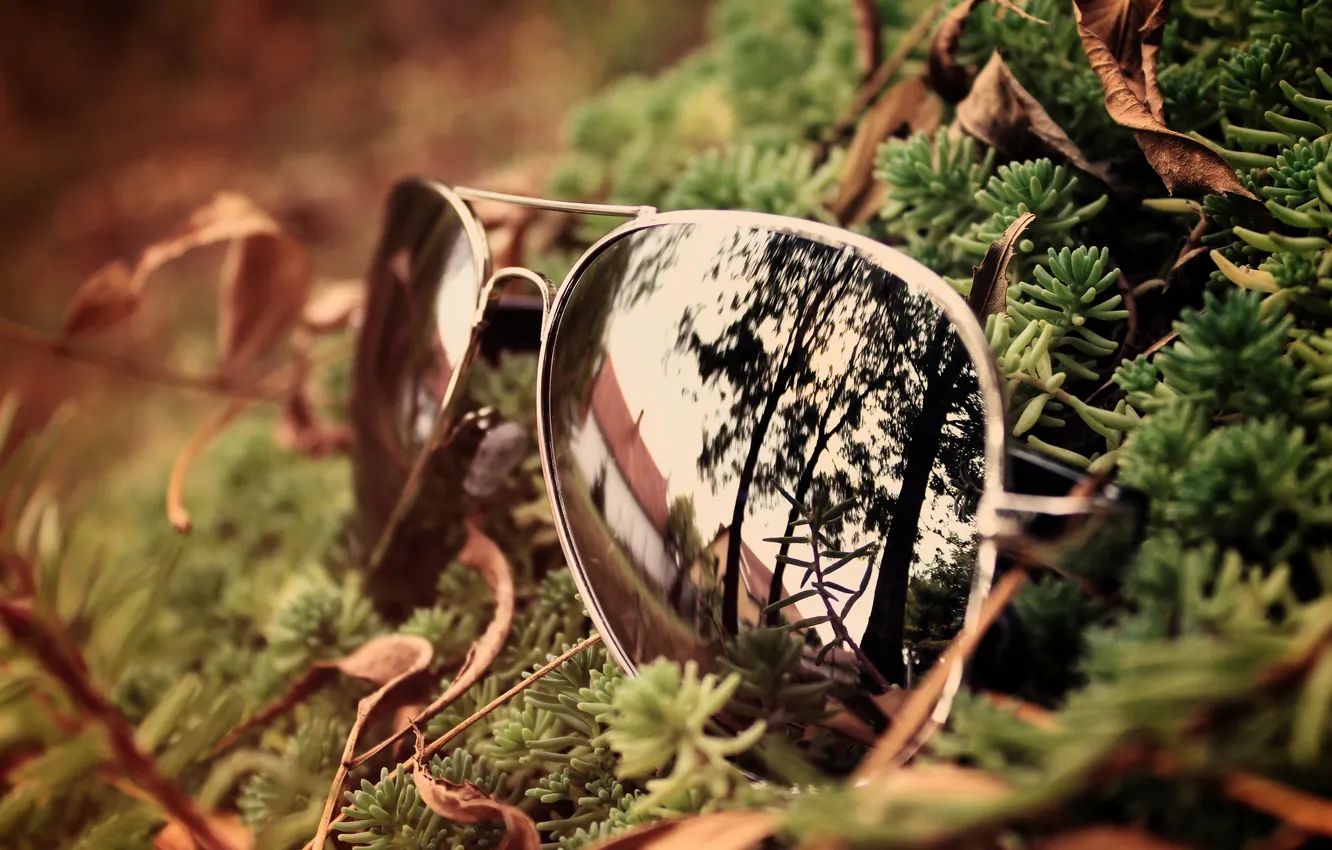 Фото обои лес, стекло, отражение, очки