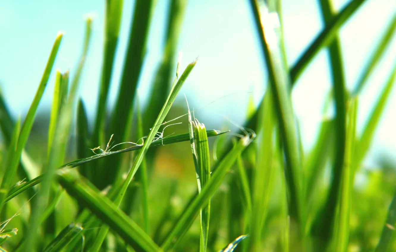 Фото обои зелень, трава, природа, зелёный, макро фото