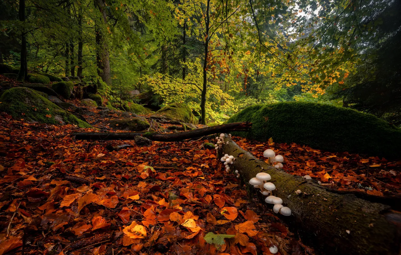 Фото обои осень, лес, грибы, Германия, Germany, опавшие листья, Баден-Вюртемберг, Baden-Württemberg
