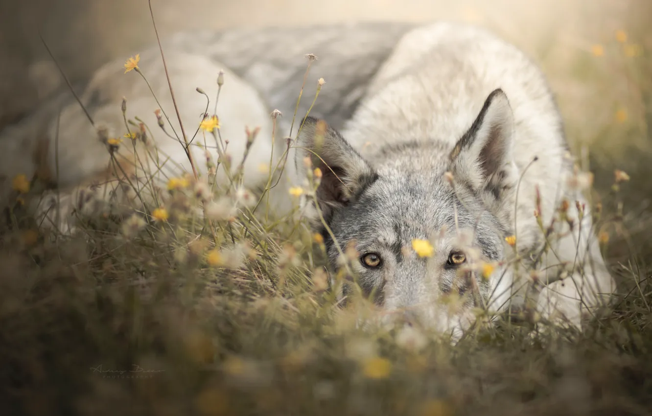 Фото обои трава, взгляд, морда, цветы, собака, Чехословацкая волчья собака