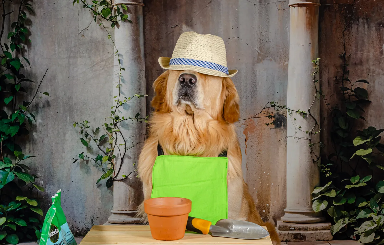 Фото обои dog, Golden, Golden Retriever