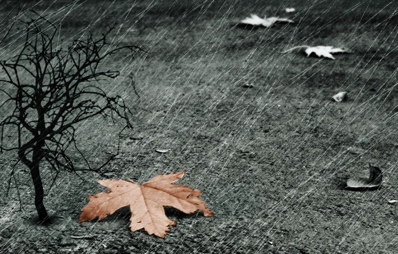 Фото обои лист, дождь, дерево