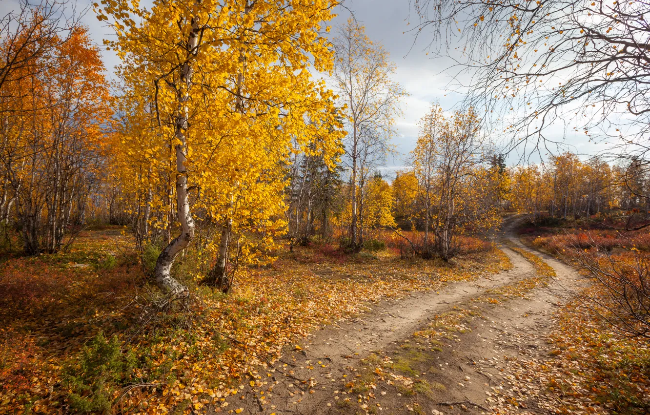 Фото обои дорога, осень, лес, пейзаж, природа