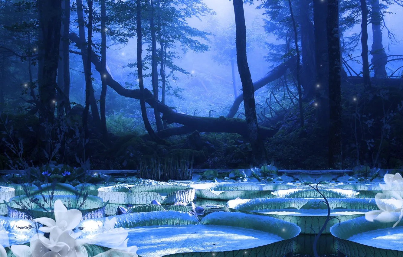 Фото обои деревья, ночь, природа, луна, Виктория