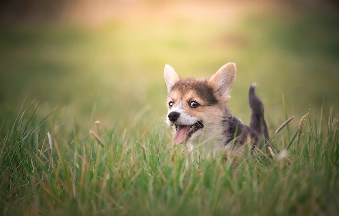 Фото обои взгляд, природа, поза, собака, мордашка