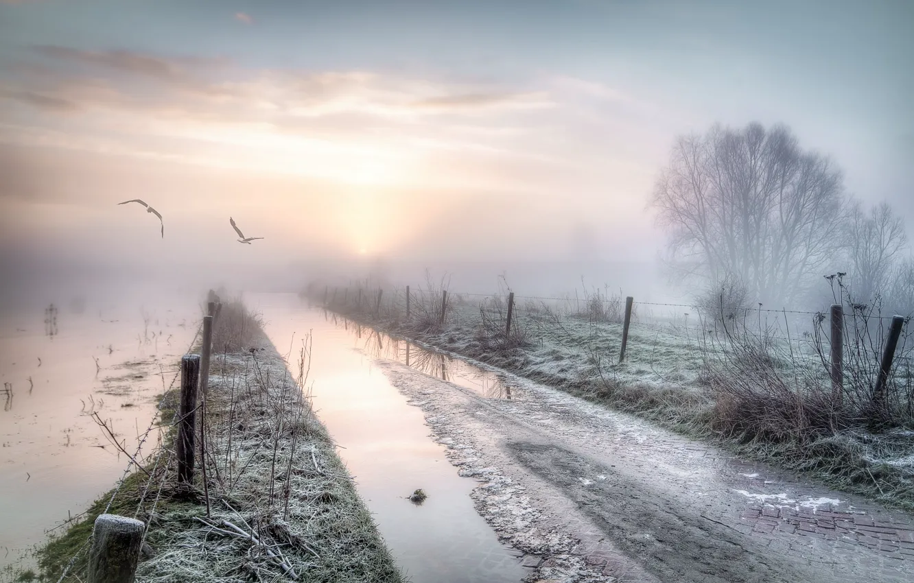 Фото обои дорога, птицы, туман, забор, утро