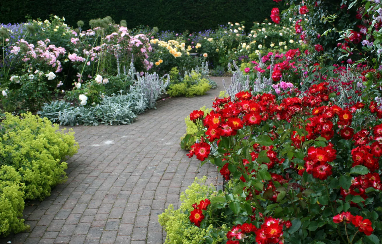 Фото обои цветы, розы, дорожки, сад, Великобритания, Devon, разноцветные, кусты