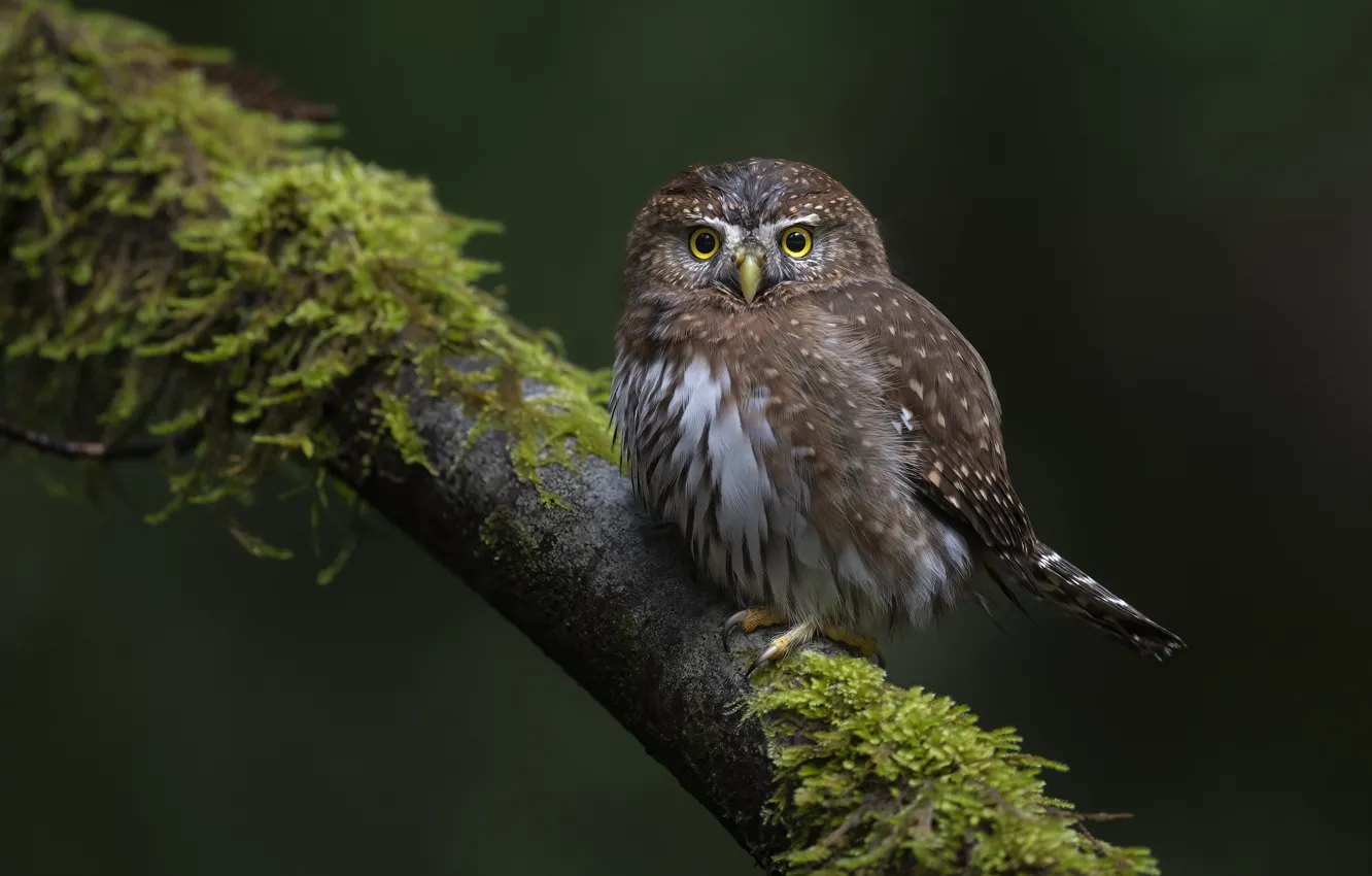 Фото обои ветки, сова, птица, сыч
