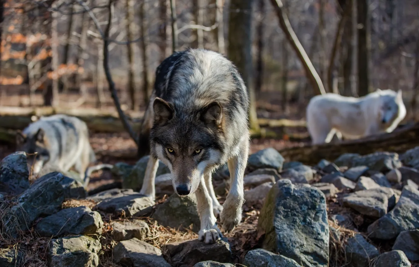 Фото обои лес, взгляд, камни, волк, хищник