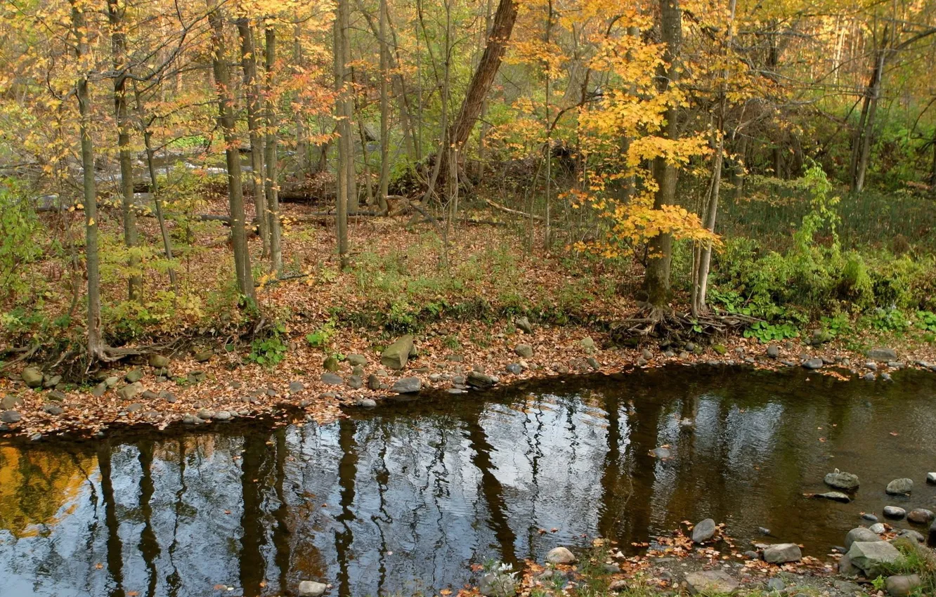 Фото обои осень, лес, ручей, камни