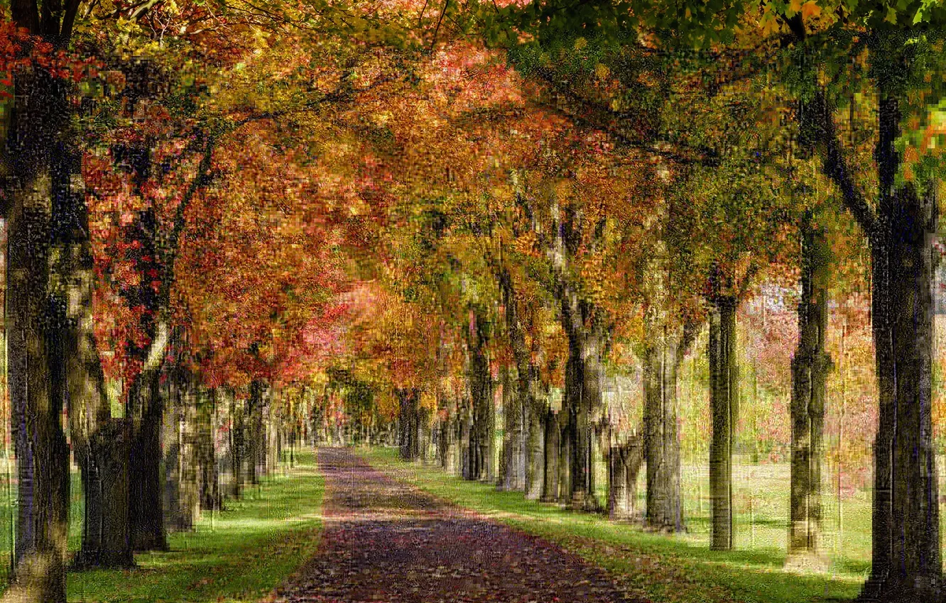 Фото обои осень, деревья, парк