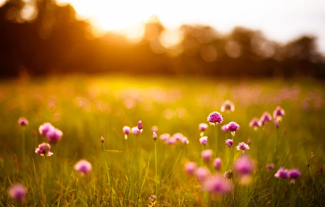 Фото обои summer, grass, flowers, sun