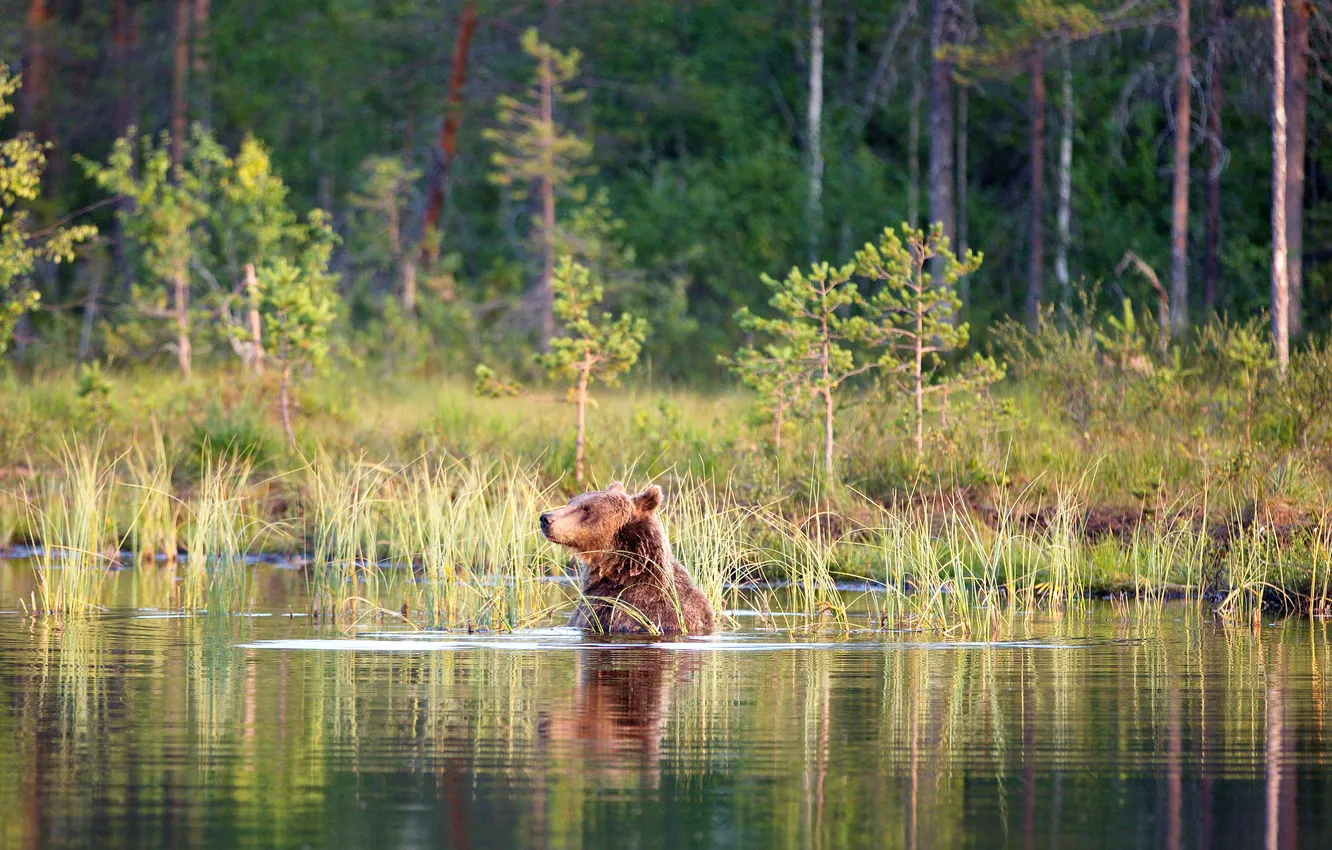 Фото обои forest, bear, bath
