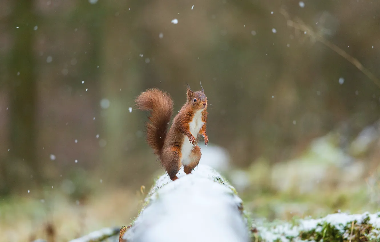 Фото обои зима, лес, снег, природа, белка, рыжая, бревно, снегопад