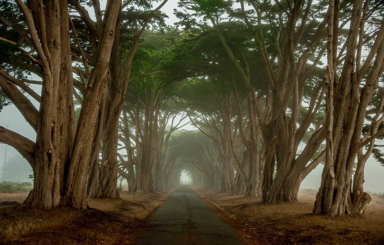Фото обои дорога, деревья, утро, тунель, калифорния, кипарис