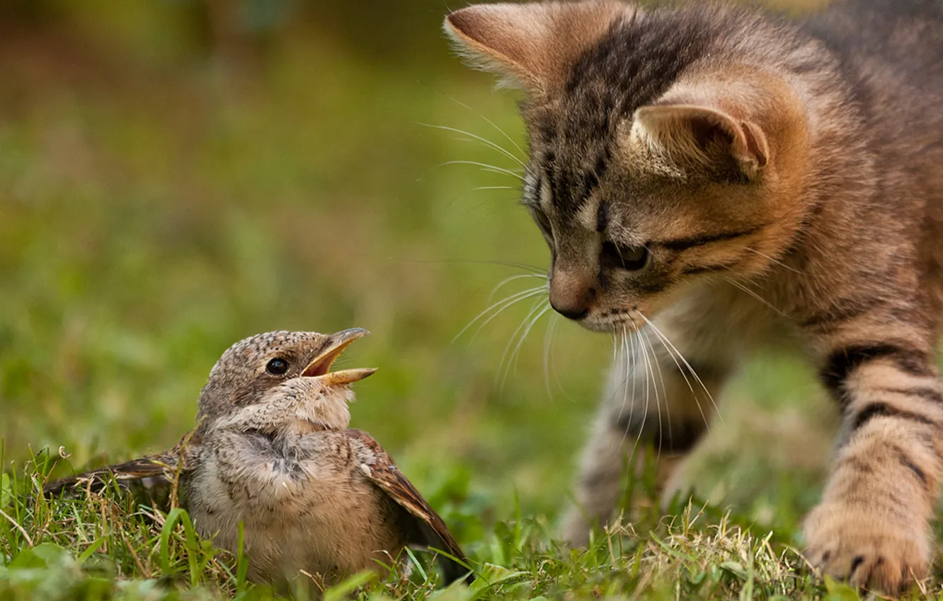 Фото обои кошка, трава, кот, природа, котенок, птица, охота, инстинкт