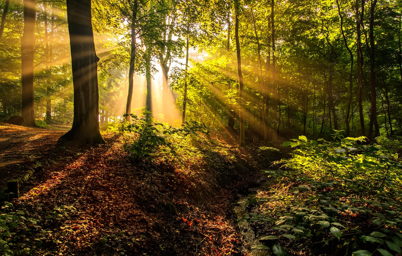 Фото обои лес, солнце, лучи