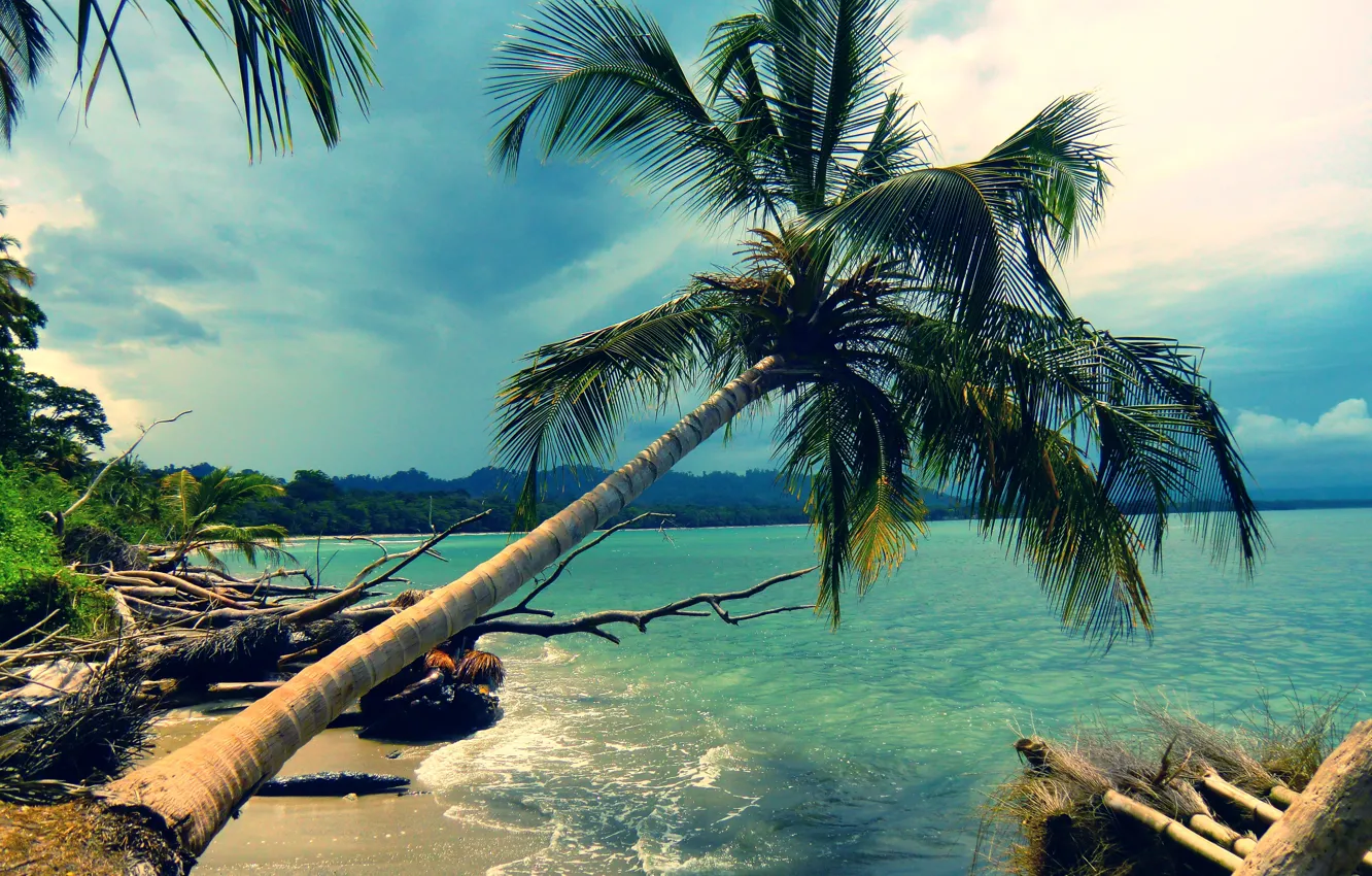 Фото обои пляж, пейзаж, природа, пальма, пальмы, океан, берег, побережье