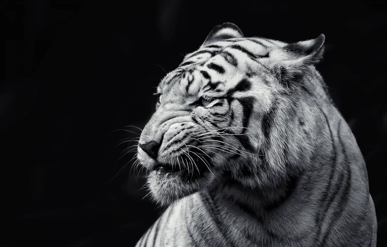 Фото обои кошка, тигр, животное, черно-белое, черный фон