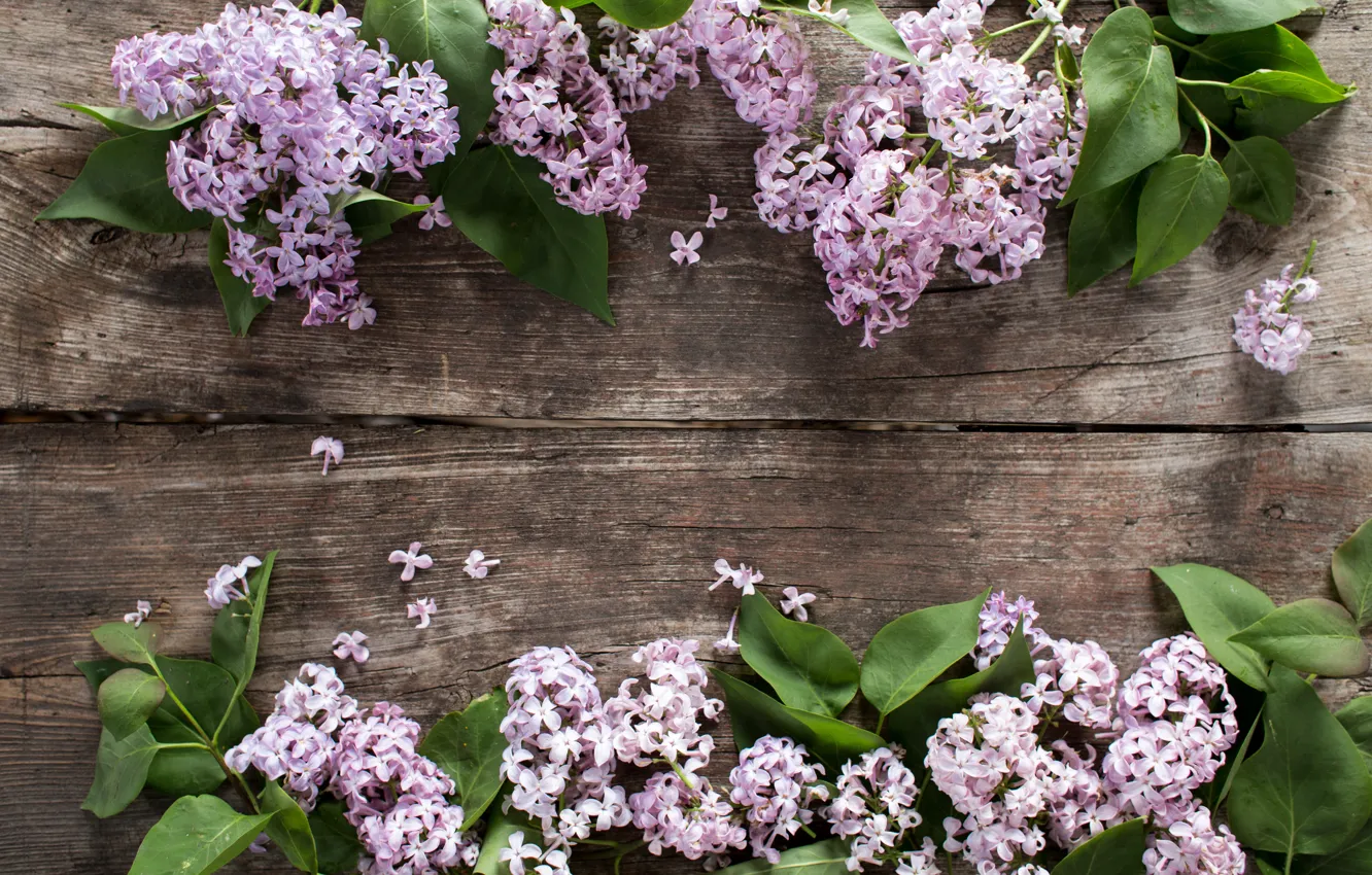 Фото обои цветы, wood, blossom, flowers, сирень, spring, lilac