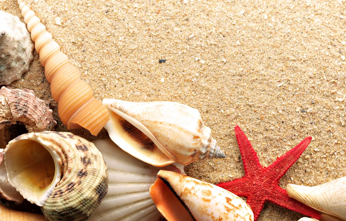 Фото обои песок, море, звезда, ракушки