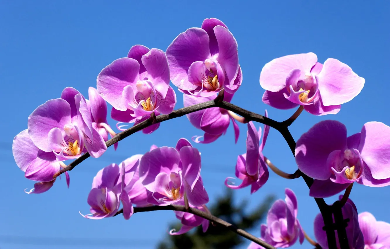 Фото обои небо, веточка, сиреневый, орхидея