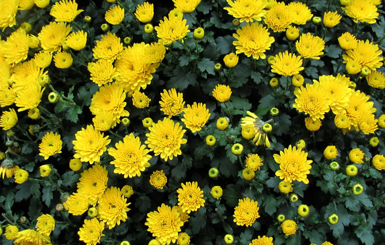 Фото обои осень, хризантемы, жёлтые хризантемы