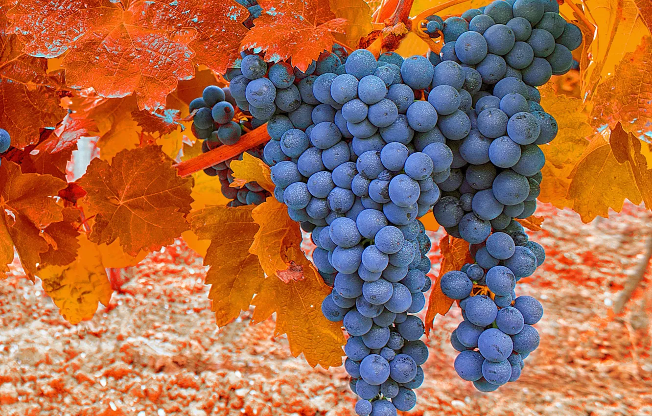 Фото обои осень, виноград, гроздь