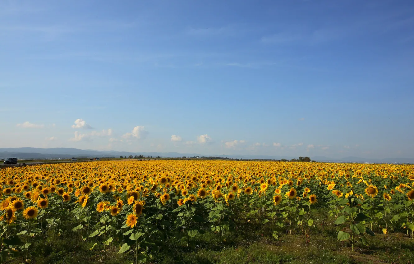 Фото обои поле, подсолнухи, жёлтый