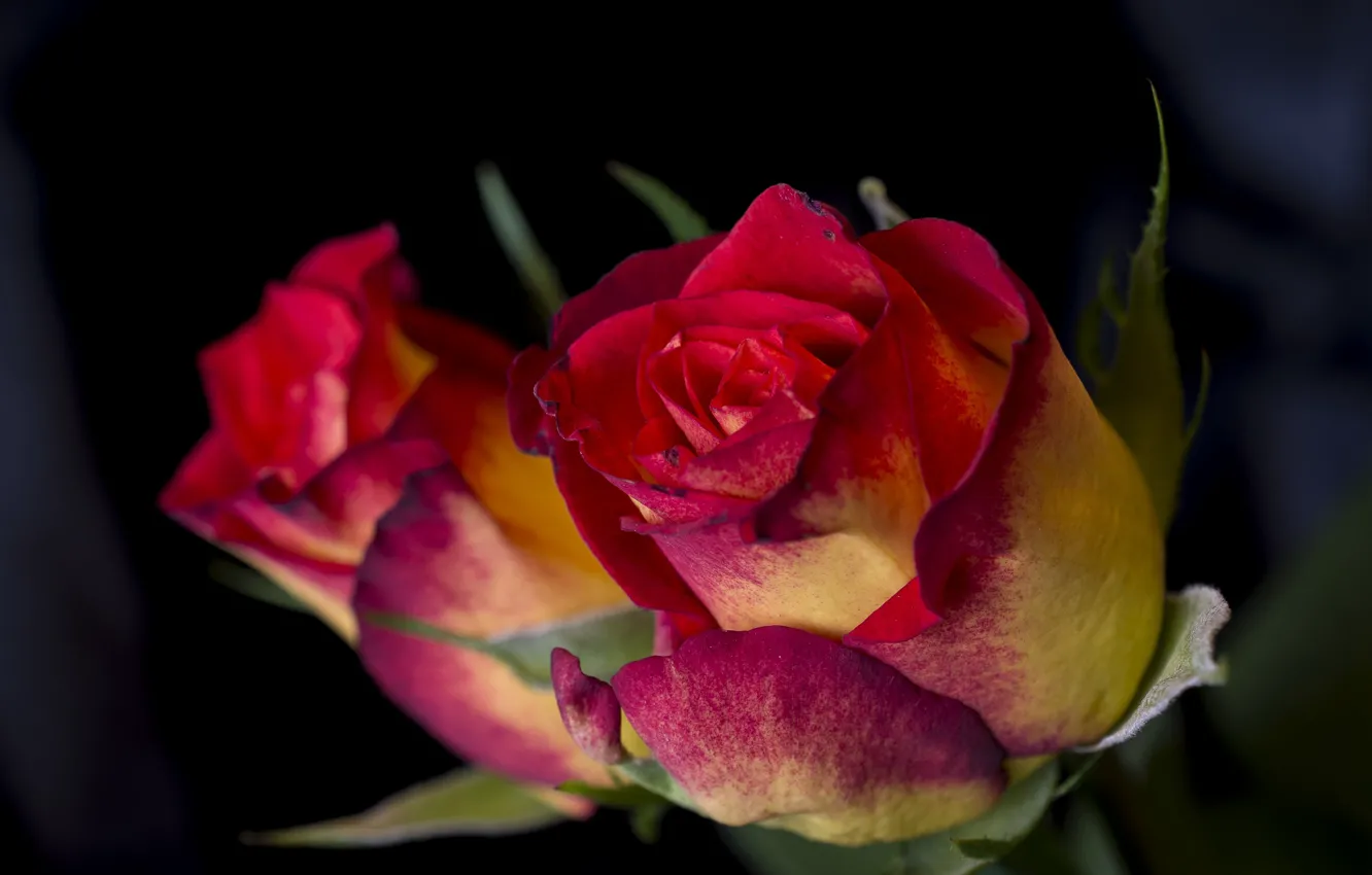 Фото обои цветок, макро, роза