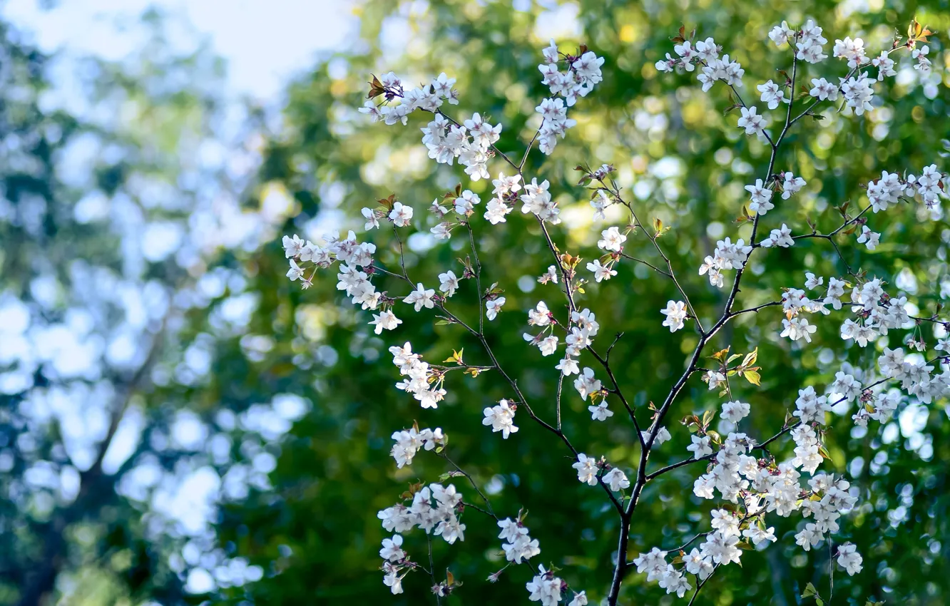 Фото обои цветы, вишня, весна, боке, bokeh, cherry, spring, blooming