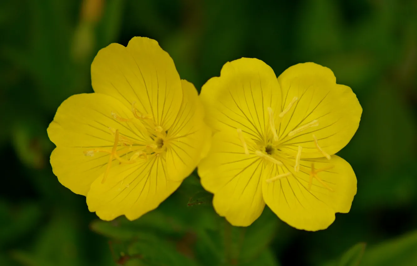Фото обои Макро, Боке, Bokeh, Macro, Желтые цветы, Yellow flowers