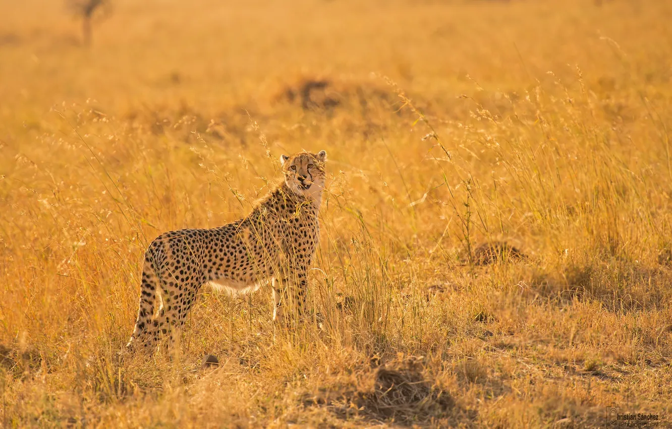 Фото обои поза, хищник, гепард, саванна, Африка, дикая кошка, наблюдение