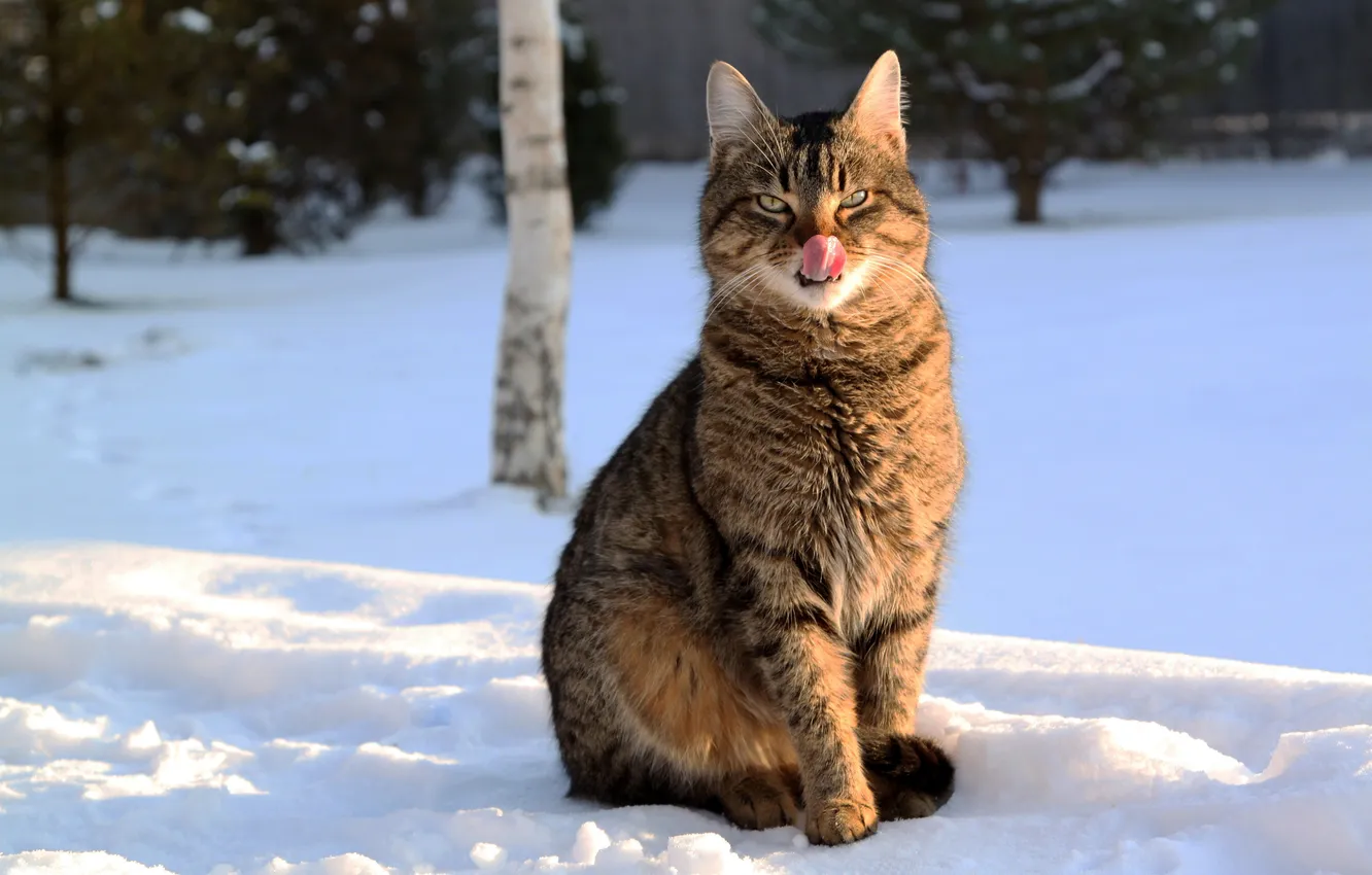 Фото обои зима, язык, кот, снег
