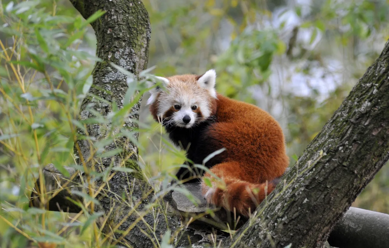 Фото обои дерево, красная панда, firefox, малая панда