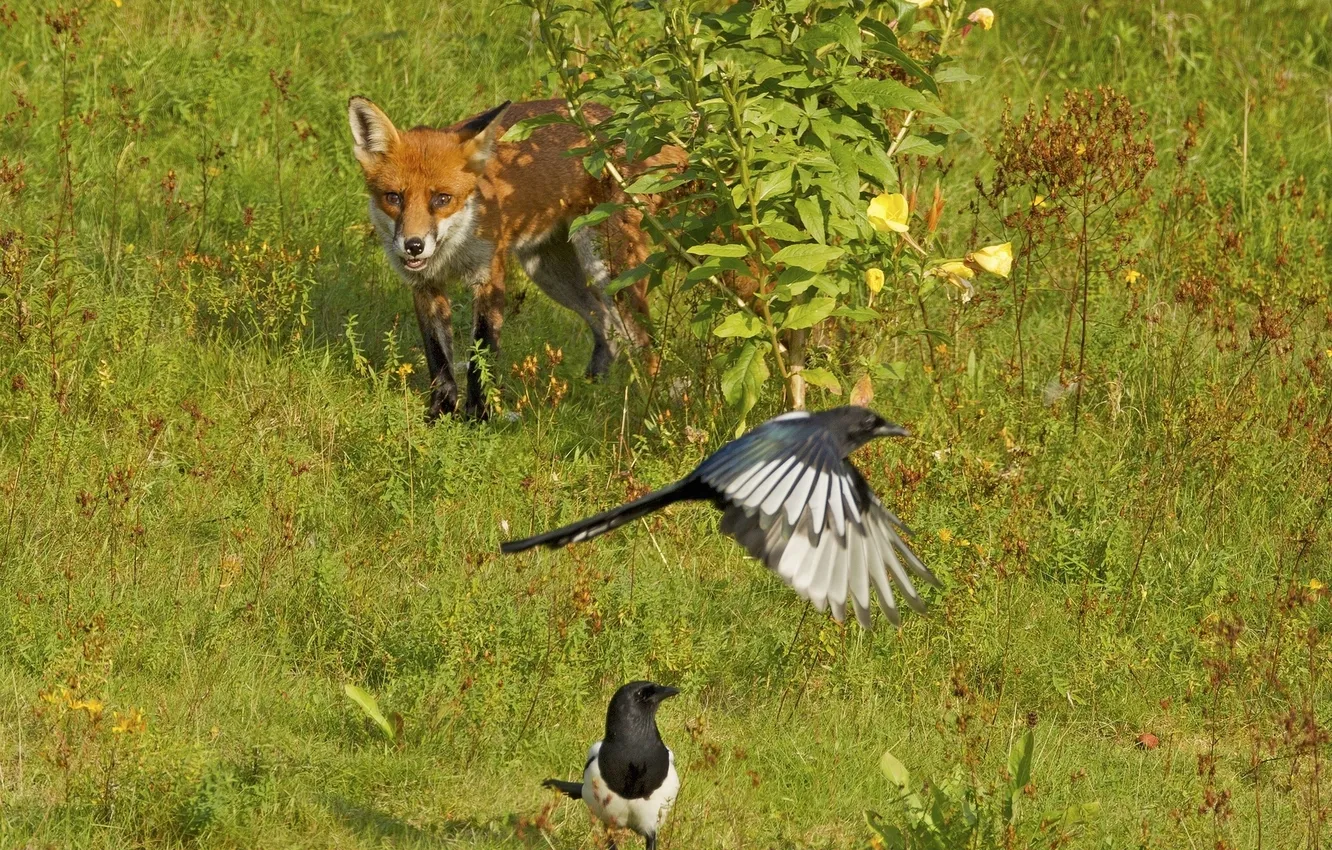 Фото обои птицы, куст, лиса, охота, сороки, в засаде