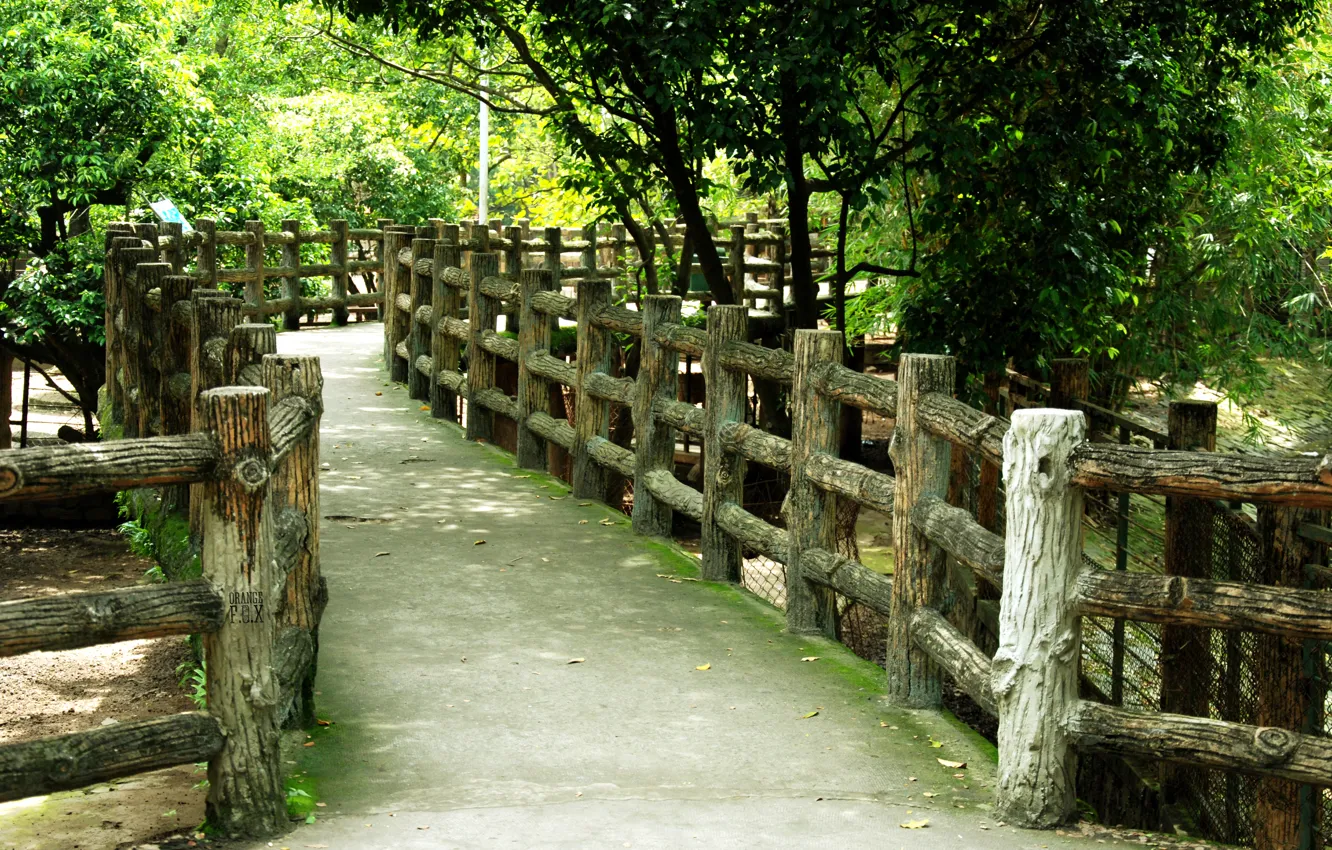 Фото обои green, nature, bridge, wood, tree