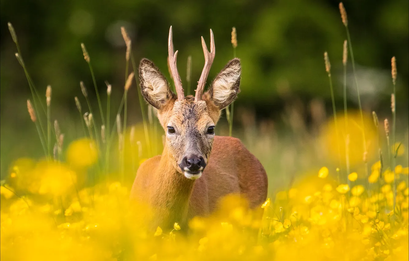 Фото обои deer, direct gaze, fields of gold
