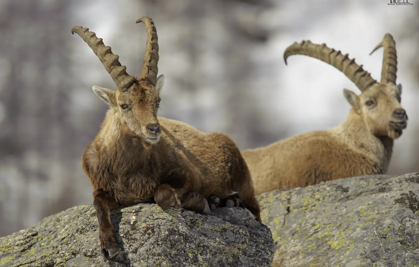Фото обои природа, животное, козёл, DUELL ©