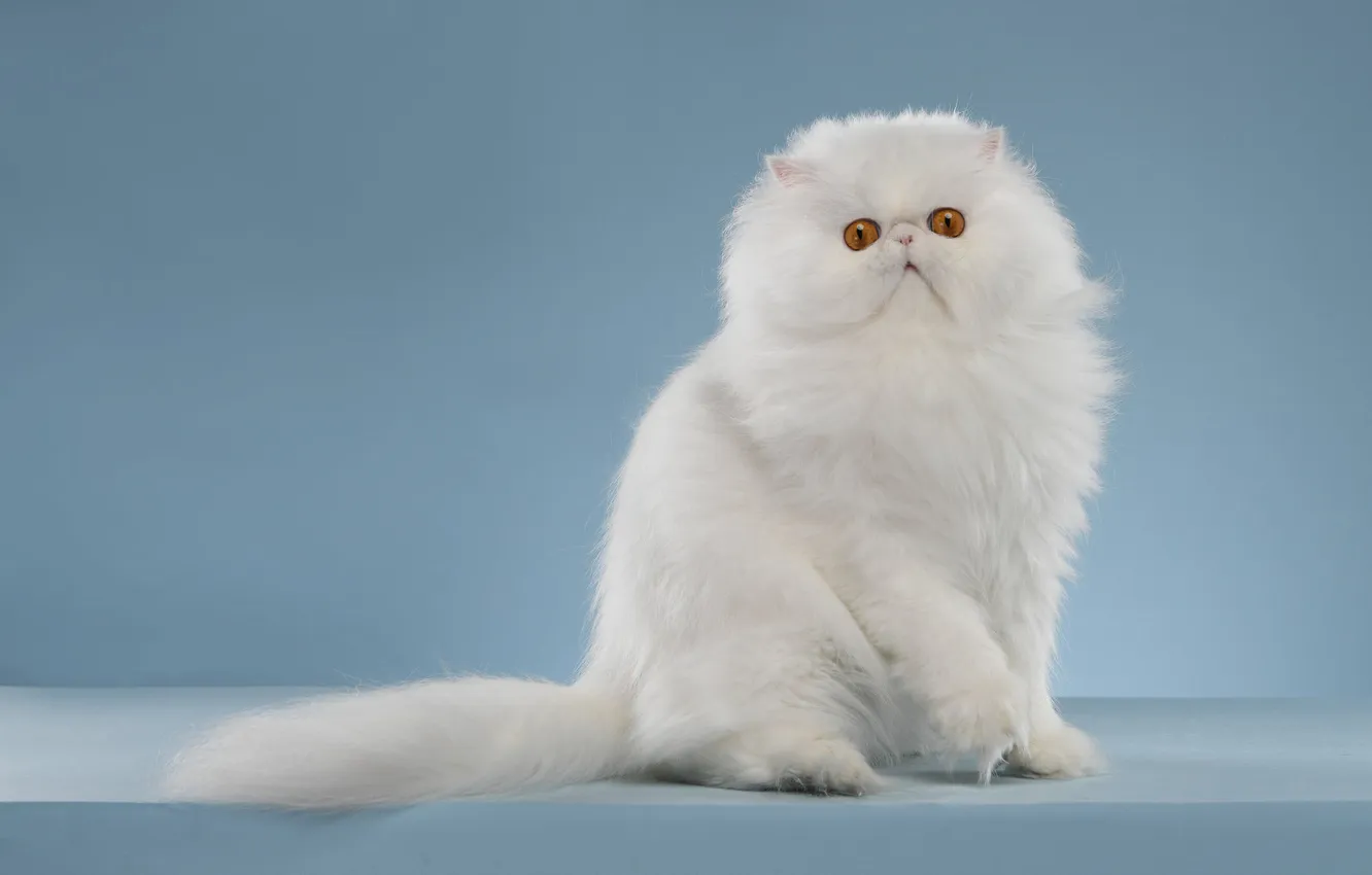 Фото обои кошка, белый, взгляд, поза, котенок, пушистый, мордашка, сидит