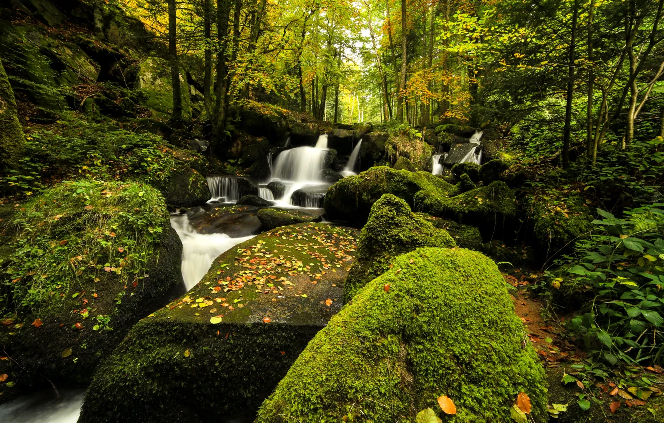 Фото обои осень, лес, камни, листва, водопад, мох, осенние листья