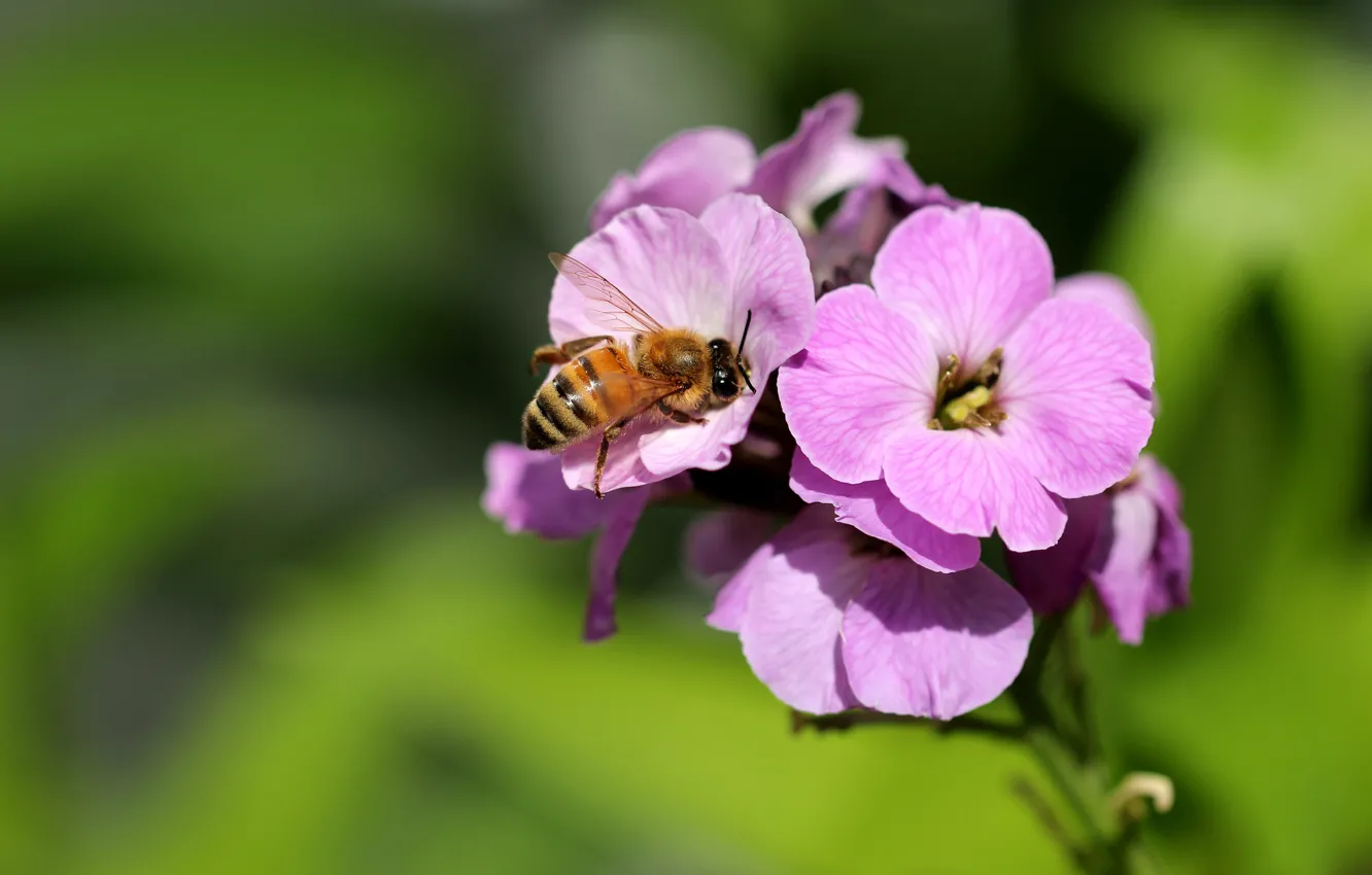 Фото обои цветы, пчела, фон, розовые, боке
