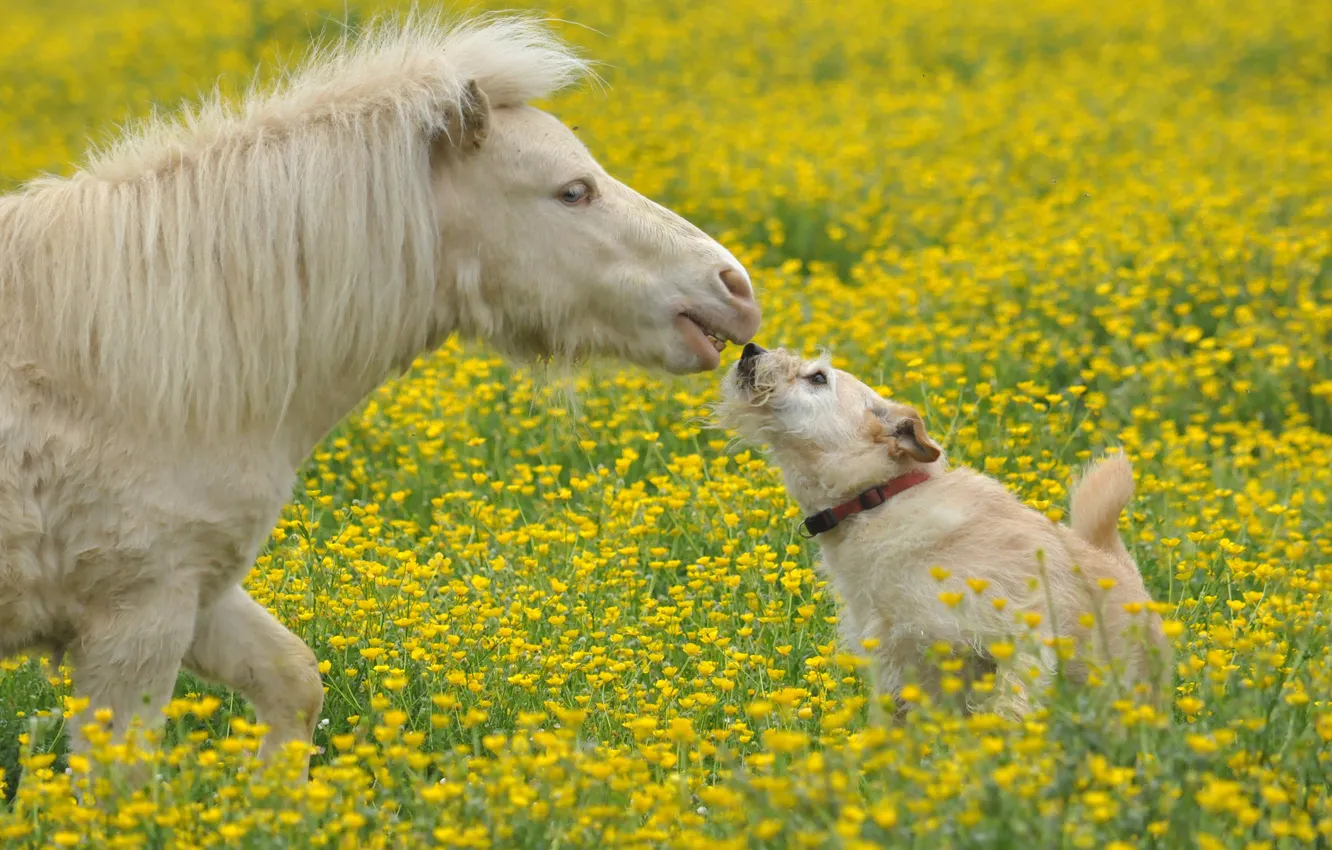 Фото обои цветы, собака, луг, пони, лошадка