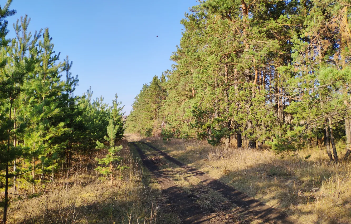 Фото обои осень, лес, деревья, просёлочная дорога