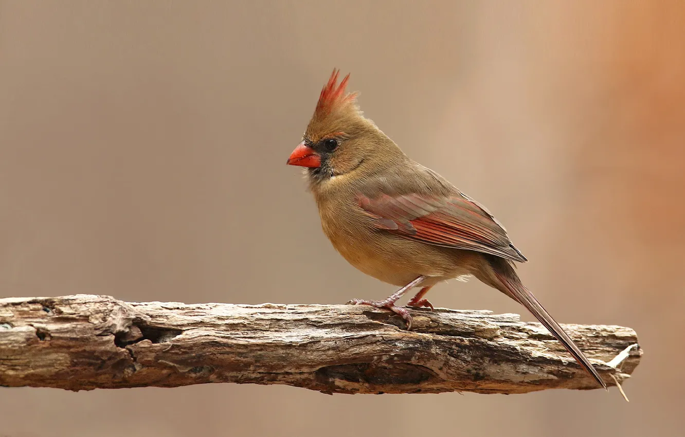 Фото обои птицы, красный кардинал, виргинский кардинал