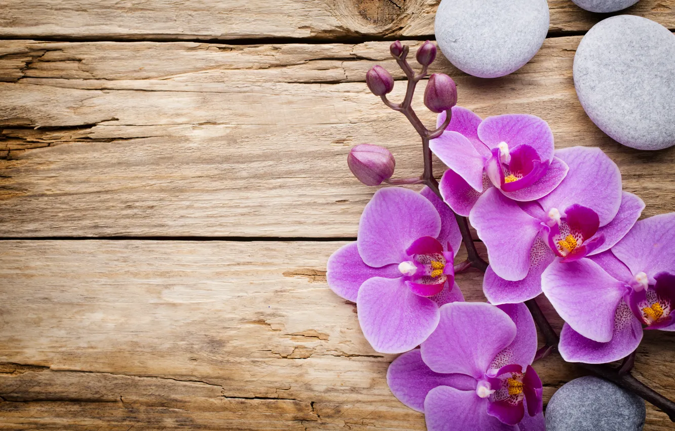Фото обои камни, wood, орхидея, flowers, orchid